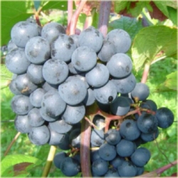 Winogron czarny Rondo winorośl owox58