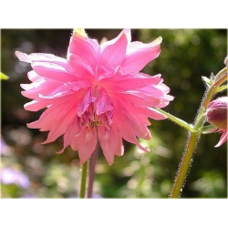 bylina Orlik ogrodowy Barlow Pink B414