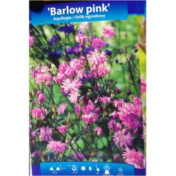 bylina Orlik ogrodowy Barlow Pink B414