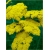 bylina Krwawnik wiązówkowaty żółty B144