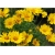 bylina Nachyłek wielkokwiatowy B161