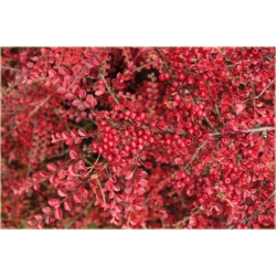 krzewy Irga purpurowa Cotoneaster K182