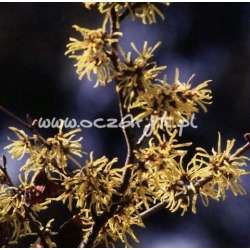 krzewy Oczar jap Flavopurpurescens K5