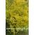 krzewy Forsycja Lynwood Gold K41