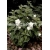 krzewy Jaśminowiec Snowflake K53