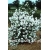 krzewy Jaśminowiec Snowflake K53