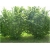 krzewy Leszczyna, Orzech laskowy Olbrzymi K220