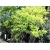 krzewy Ligustr Vicaryi K162