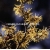 krzewy Oczar jap Flavopurpurescens K5