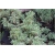 krzewy Pieris japoński Variegata K212