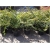krzewy Suchodrzew lśniący Elegant K99