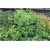 krzewy Suchodrzew Purpusa K130