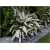 krzewy Tawuła Nippońska Snowmound K176