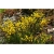 krzewy Żarnowiec żółty K103