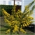 krzewy Żarnowiec żółty K103