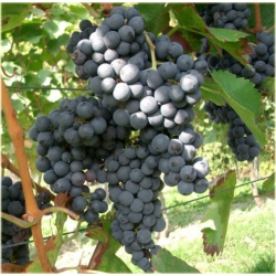 Winorośl, winogron czarny deserowy średniopóźny