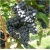 Winorośl, winogron czarny deserowy średniopóźny