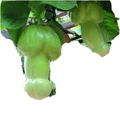 owoce penisa