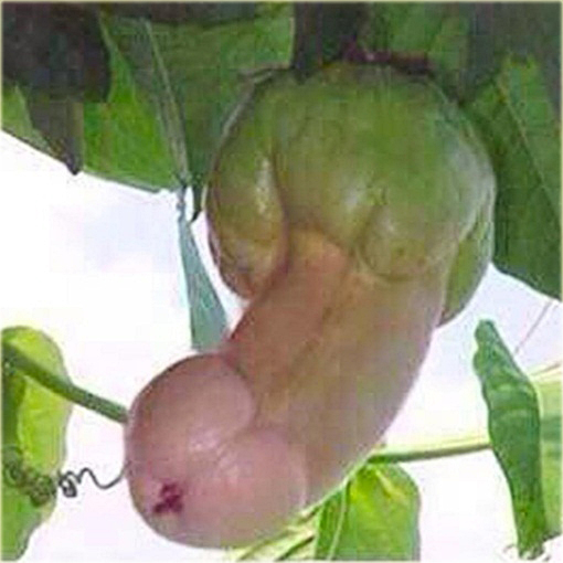Kobiety Kreatywne Dildo Owoce Warzywa Symulacja Penis Masturbacja Produkt