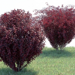 nasiona Berberys Thunberga odm. czerwonolistna Berberis szt5 Fore179