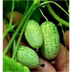 Nasiona Arbuz Kukamelon, Melothria scabra