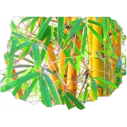 Nasiona Bambus złoty szt.5 N154