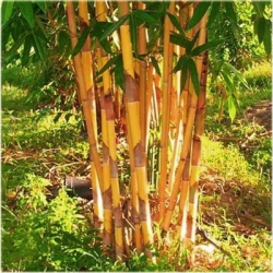 Nasiona Bambus złoty szt.5 Nxx154