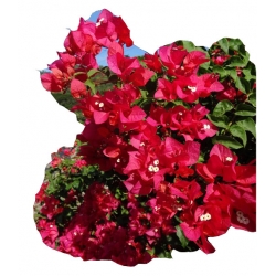 Nasiona Bugenwilla czerwona pnącze szt.5 N567