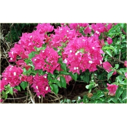 Nasiona Bugenwilla różowa pnącze szt.3 Nxx566