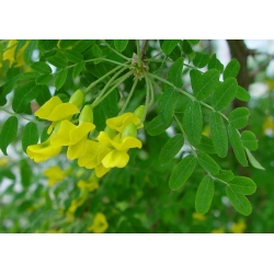 nasiona Karagana syberyjska Caragana arborescens szt5 Fore183