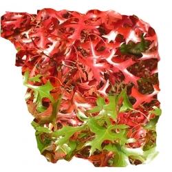 Nasiona Dąb czerwony amerykański szt.2 N248