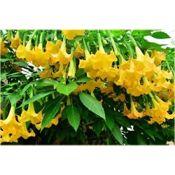Nasiona Datura żółtaszt.5 Nxx344