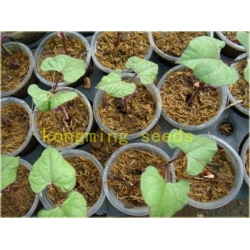 Nasiona Fasola fioletowa no GMO szt.4 Nxx581