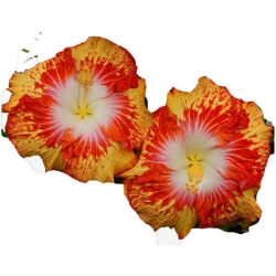 Nasiona Hibiskus pomarańczowo-żółta szt.5 N319