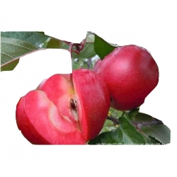 Nasiona Jabłko czerwony szt.5 N26