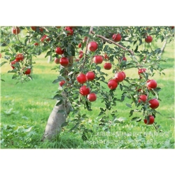 Nasiona Jabłko czerwone szt.5 Nxx26