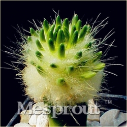 Nasiona Kaktus Echino Tubiflora szt.10 Nxx380