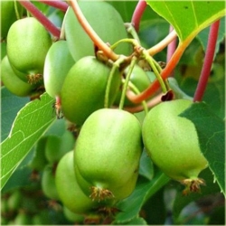 Nasiona Kiwi prawdziwe ziel jadalne szt.5 Nxx452