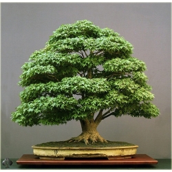 Nasiona Klon bonsai mix  szt.10 Nxx129