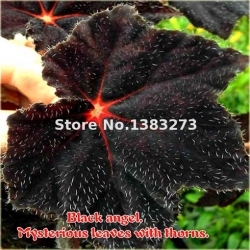 Nasiona Koleus czarny szt.10 Nxx374