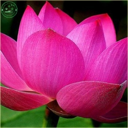 Nasiona Kwiat lotosu róż water lily seeds
