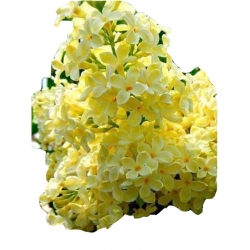 Nasiona Lilak bez żółty szt.10 N418