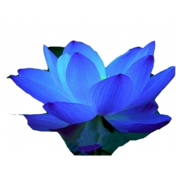 Nasiona Lotos niebieski water lily seeds