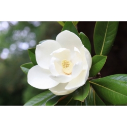 Nasiona Magnolia pospolita szt.3 NSxx9