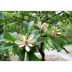 Nasiona Magnolia pospolita szt.3 Nxx690