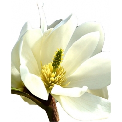 Nasiona Magnolia pośrednia biała szt.3 N636