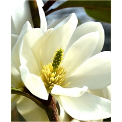 Nasiona Magnolia pośrednia biała szt.3 Nxx636