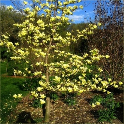Nasiona Magnolia pośrednia żółta szt.3 Nxx633