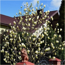 Nasiona Magnolia pośrednia żółta szt.3 Nxx633