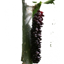 Nasiona Morwa czarna długie owoce szt.5 N423